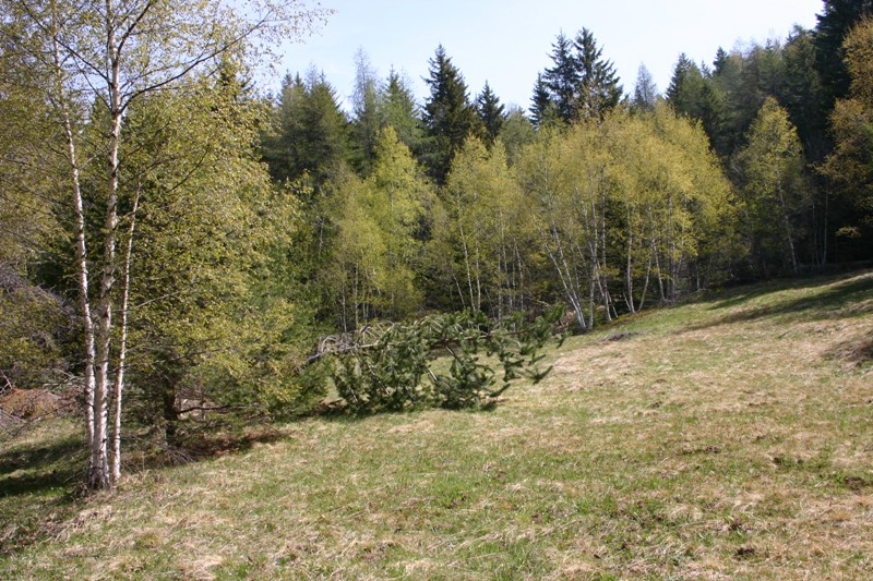 Stereum? (Stereum gausapatum)
